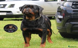 Rottweiler dogs for sale: Top KC Registered Rottweiler Puppies For Sale - Image 5