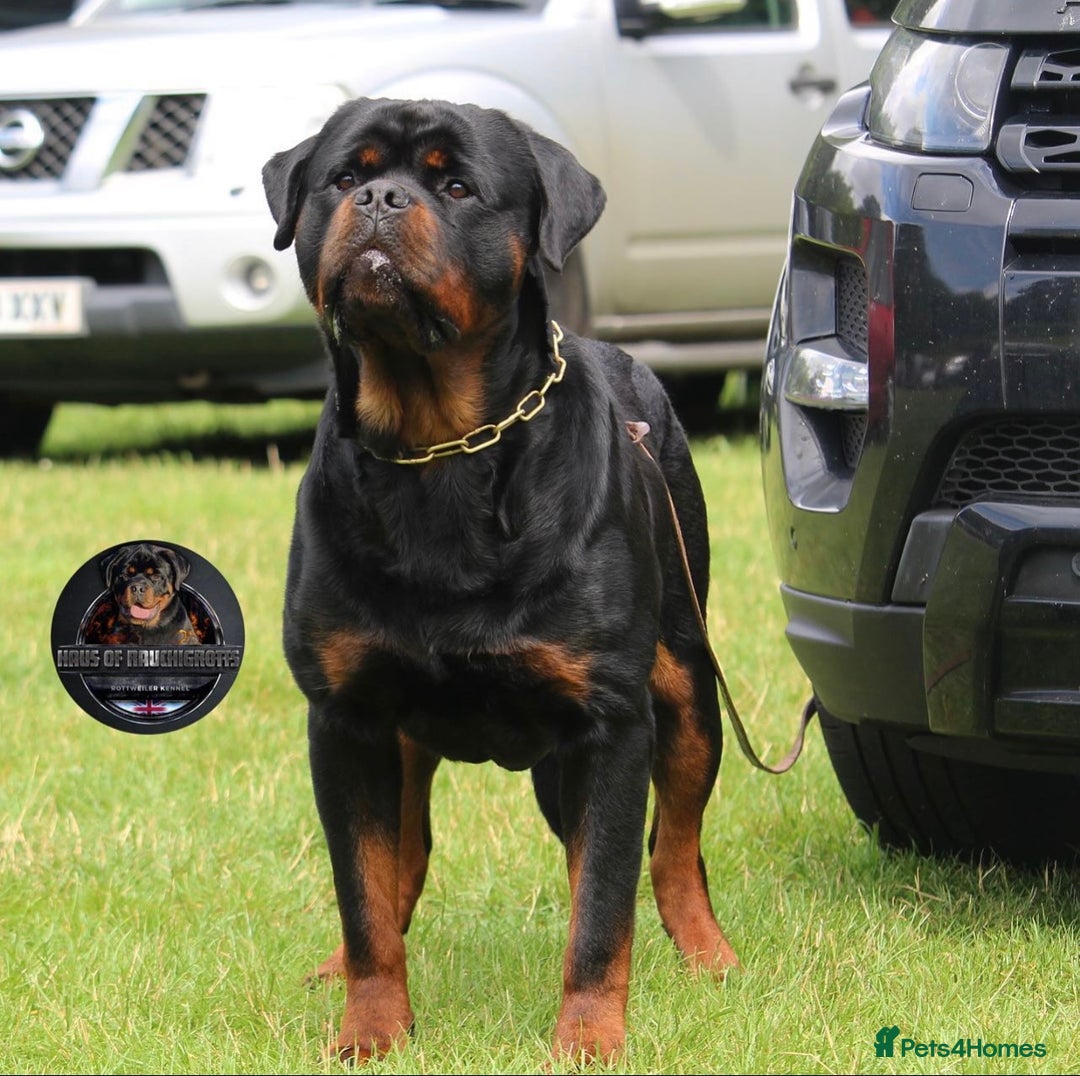 Rottweiler dogs for sale: Top KC Registered Rottweiler Puppies For Sale - Image 5