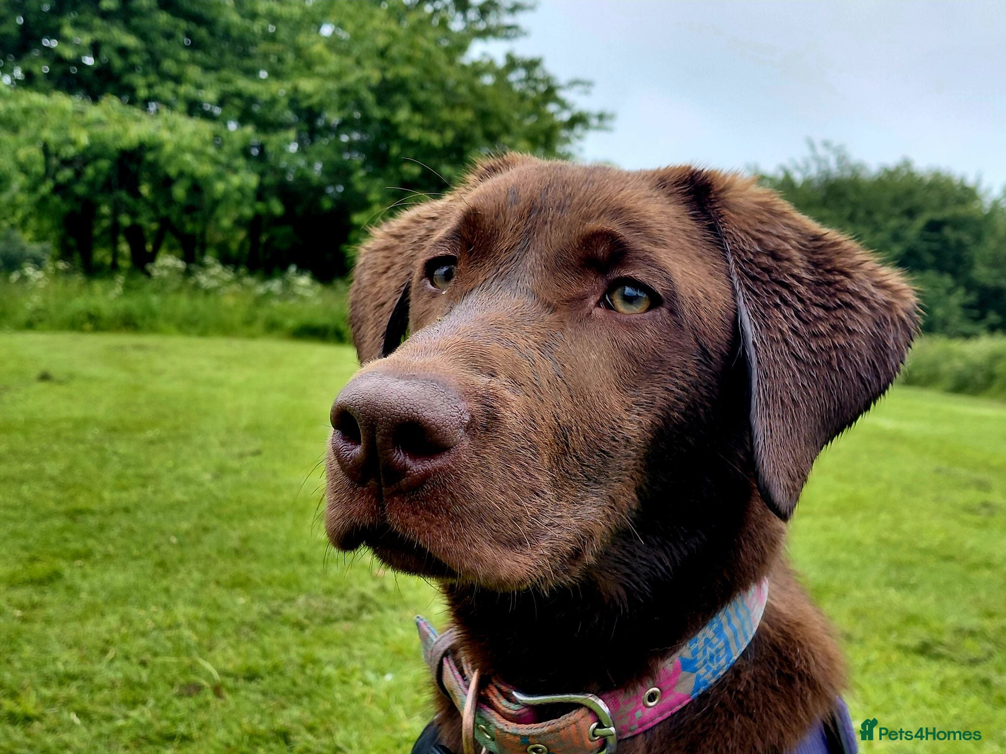 Labrador Retriever dogs KC Chocolate Labrador from Health Test Parents - Advert 6