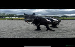 Other Breed horses for sale: Dales x Cob for sale - Image 12