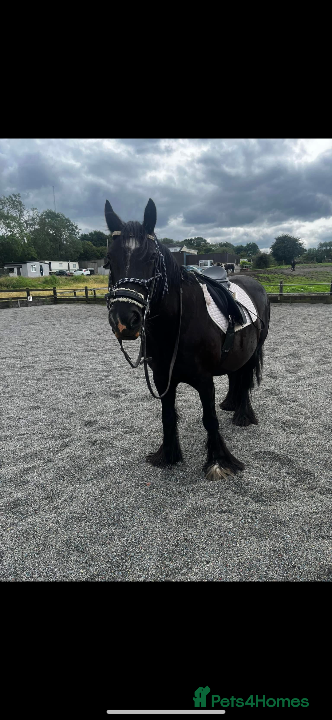 Other Breed horses for sale: Dales x Cob for sale - Image 12