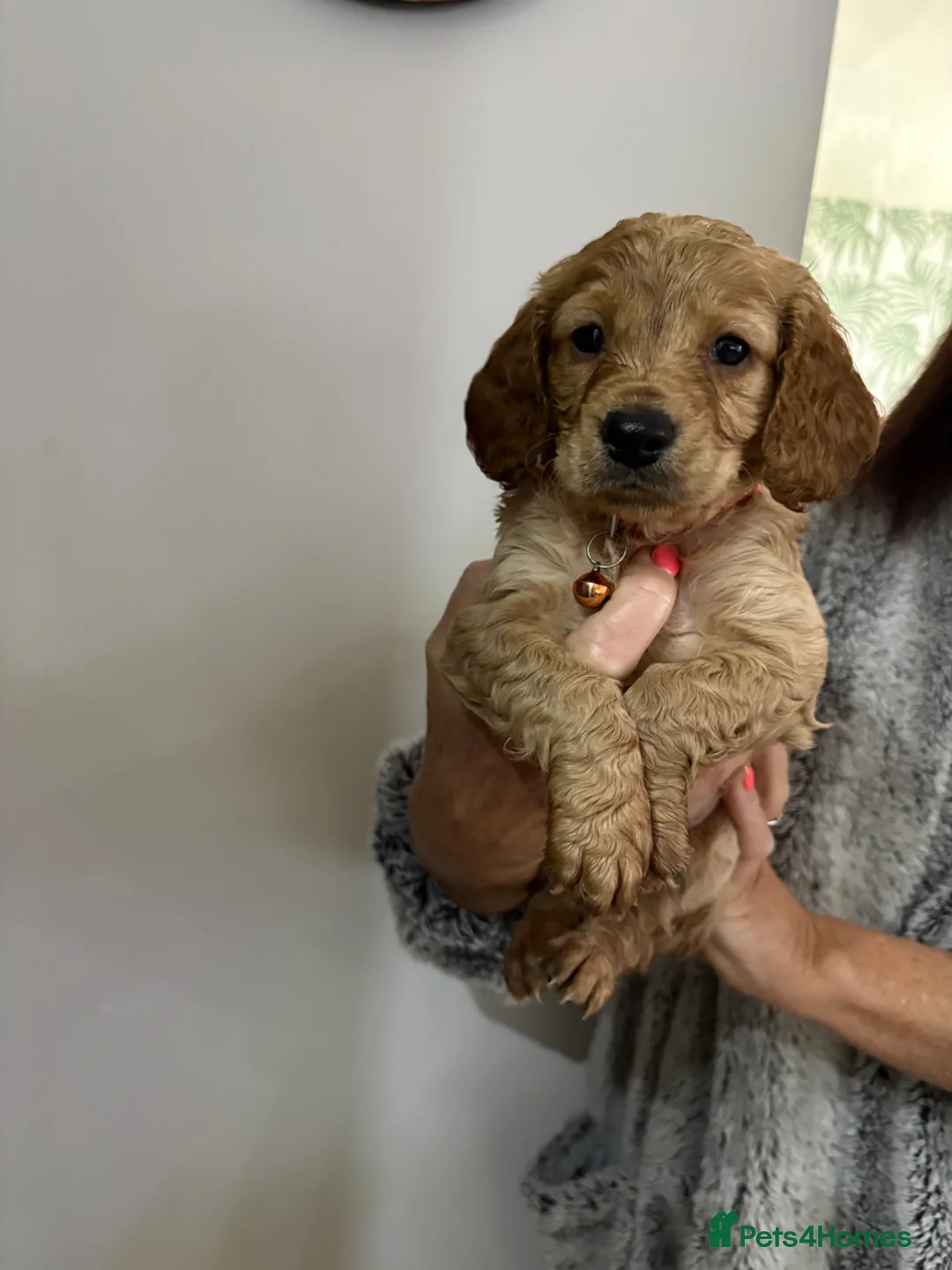 Cockapoo dogs for sale: 5 Cockapoo Puppies For Sale  - Advert 16