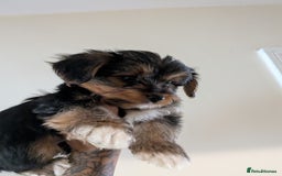 Yorkshire Terrier dogs for sale: 7 male Yorkshire terriers ready to leave.  - Image 14