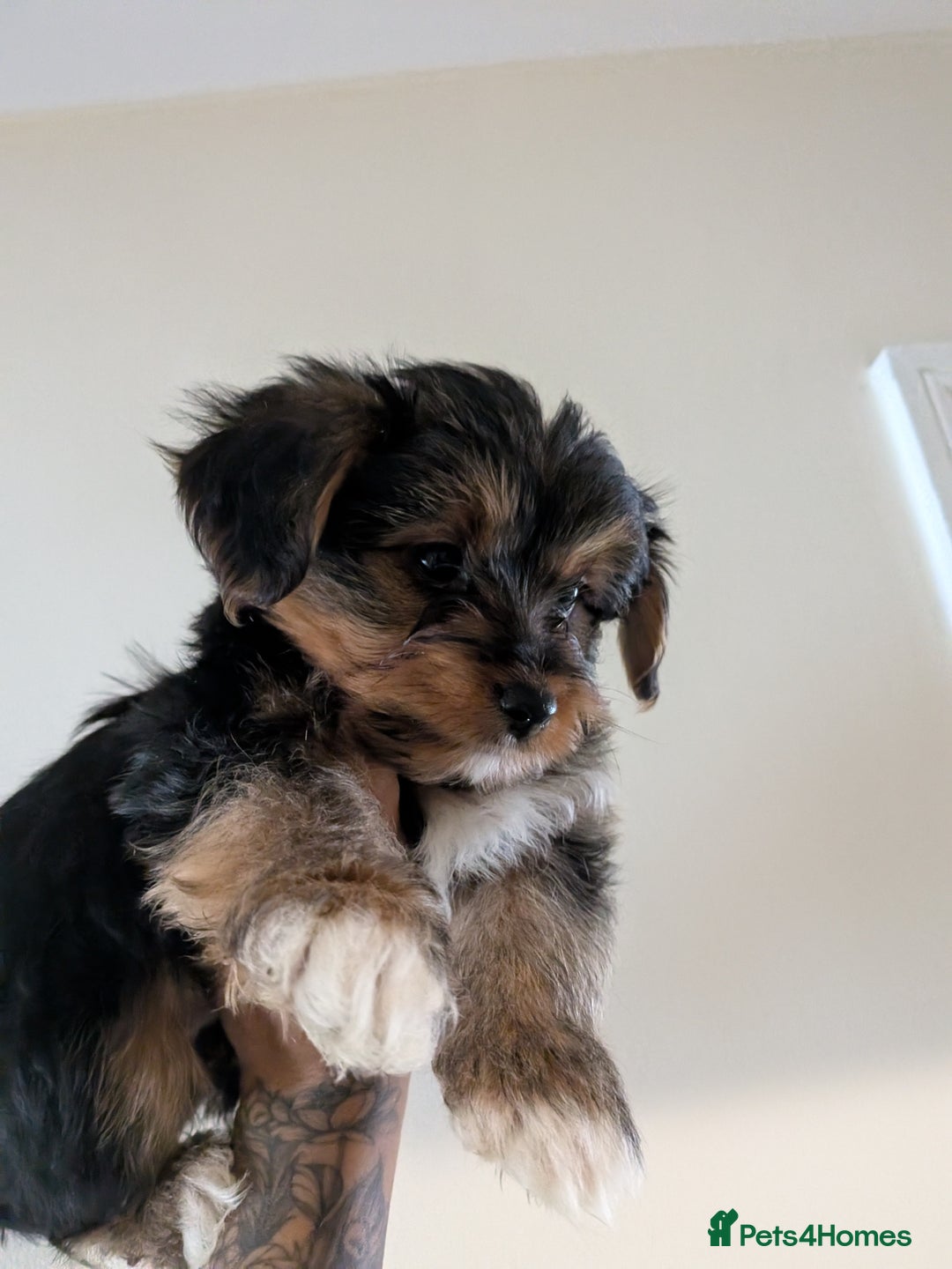 Yorkshire Terrier dogs for sale: 7 male Yorkshire terriers ready to leave.  - Image 14