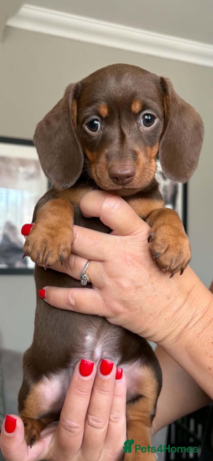 Miniature Dachshund dogs 2 beautiful miniature dachshunds girls - Advert 12