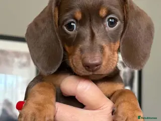 Miniature Dachshund dogs 2 beautiful miniature dachshunds girls - Advert 12