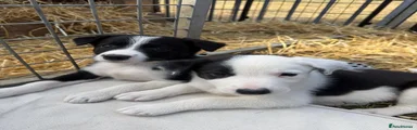 Border Collie 2