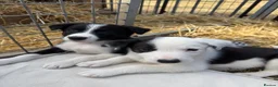 Border Collie dogs for sale: Fantastic bitch border collies  in Alresford - Advert 5