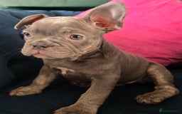 French Bulldog dogs for sale: Gorgeous Blue French Bulldog Girl - Image 4