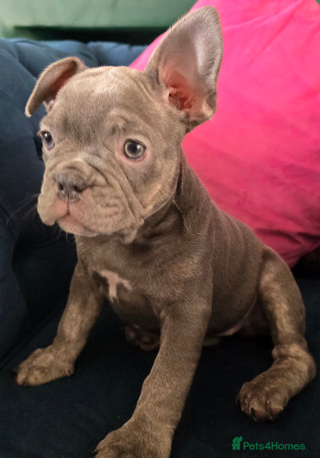 French Bulldog dogs for sale: Gorgeous Blue French Bulldog Girl - Image 4