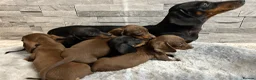 Miniature Dachshund dogs for sale: Miniature dachshund puppies  - Advert 11