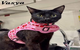 Mixed Breed cats for adoption: VASYA - HANDSOME, AFFECTIONATE NEUTERED 5y old boy - Image 1