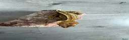 Gecko reptiles for sale: Crested geckos  - Advert 6