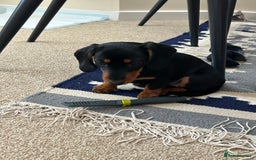 Miniature Dachshund dogs for sale: Miniature Dachshund  - Image 7