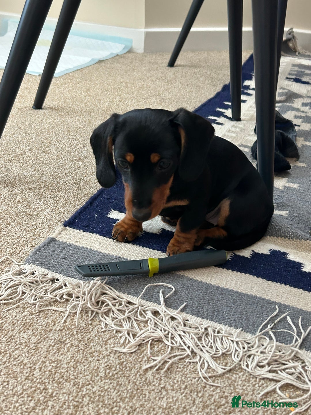 Miniature Dachshund dogs for sale: Miniature Dachshund  - Image 7