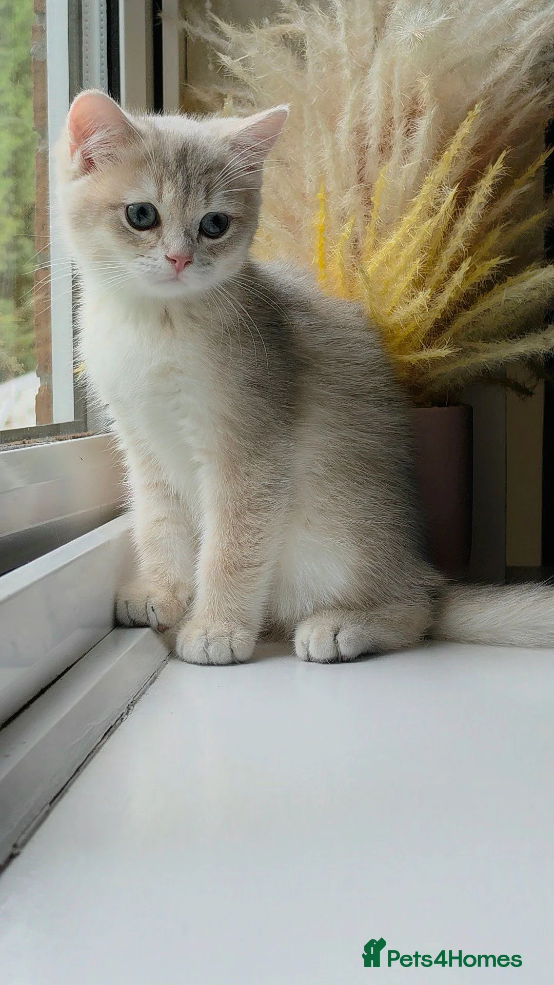 British Shorthair cats for sale: Exceptional GCCF Golden British Shorthair Kittens - Advert 2