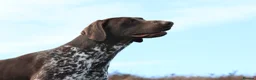 German Shorthaired Pointer dogs for stud: Stunning KC Reg imp German shorthaired pointer.  - Advert 4