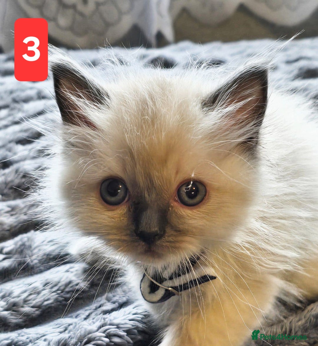 Ragdoll cats for sale: Three Adorable Blue Point Ragdoll Kittens - Image 12