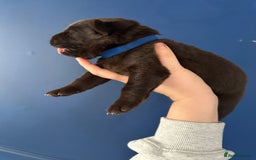 Mixed Breed dogs for sale: Chocolate Shepradors - Image 5