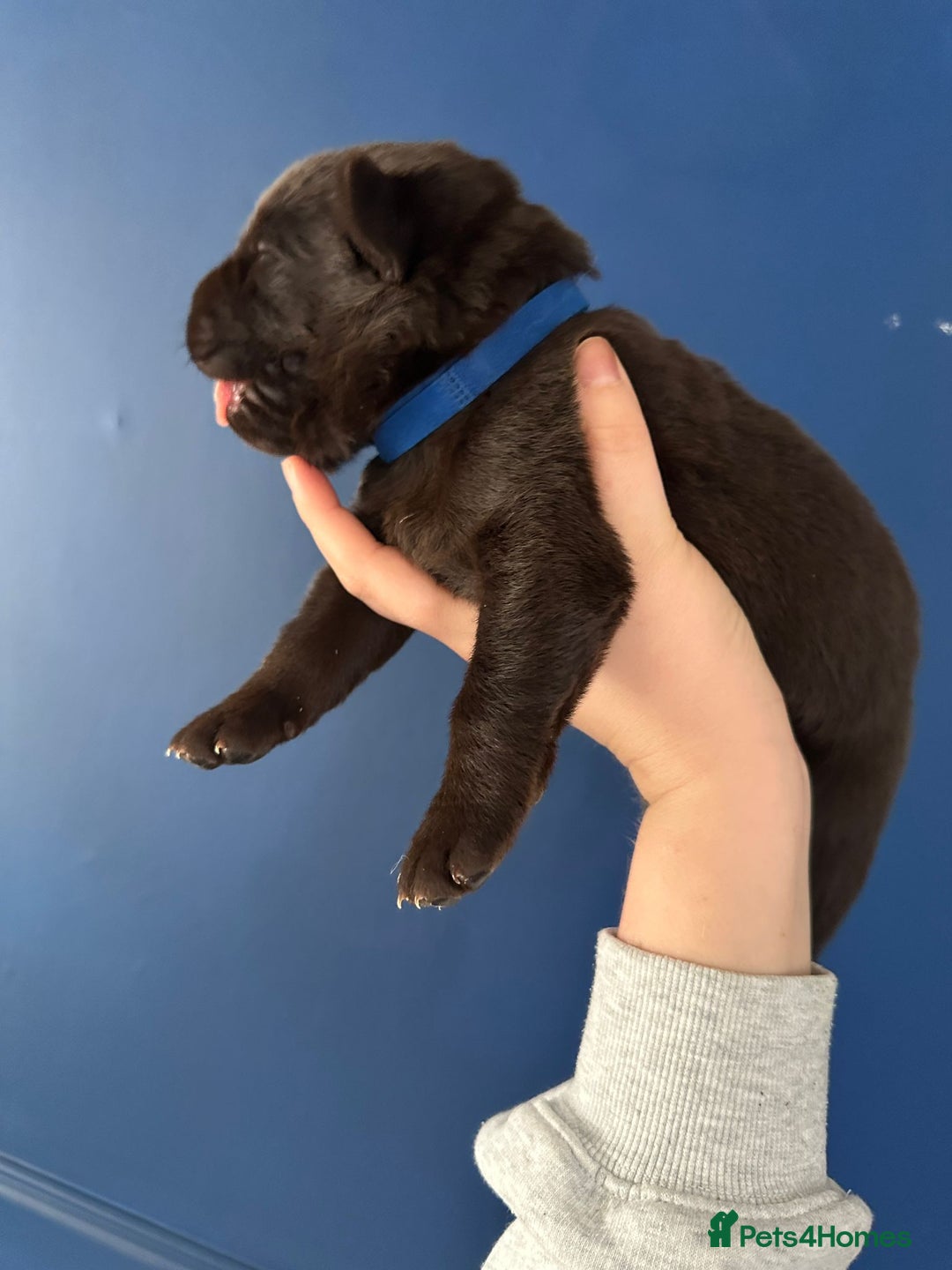 Mixed Breed dogs for sale: Chocolate Shepradors - Image 5