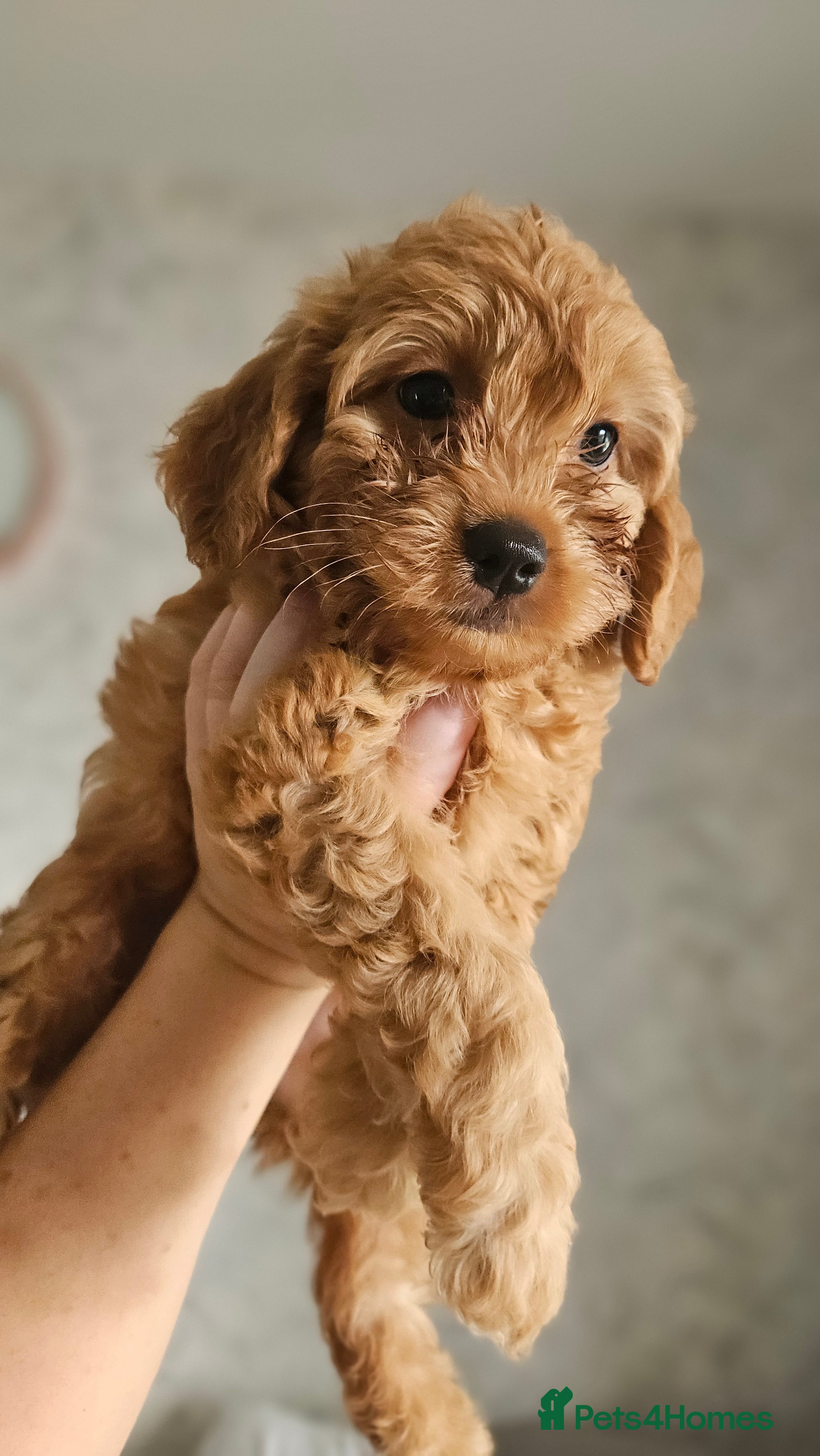 Mini Goldendoodle dogs Toy/Mini Goldendoodles - READY TO LEAVE ✨️🐾🥰 - Advert 2