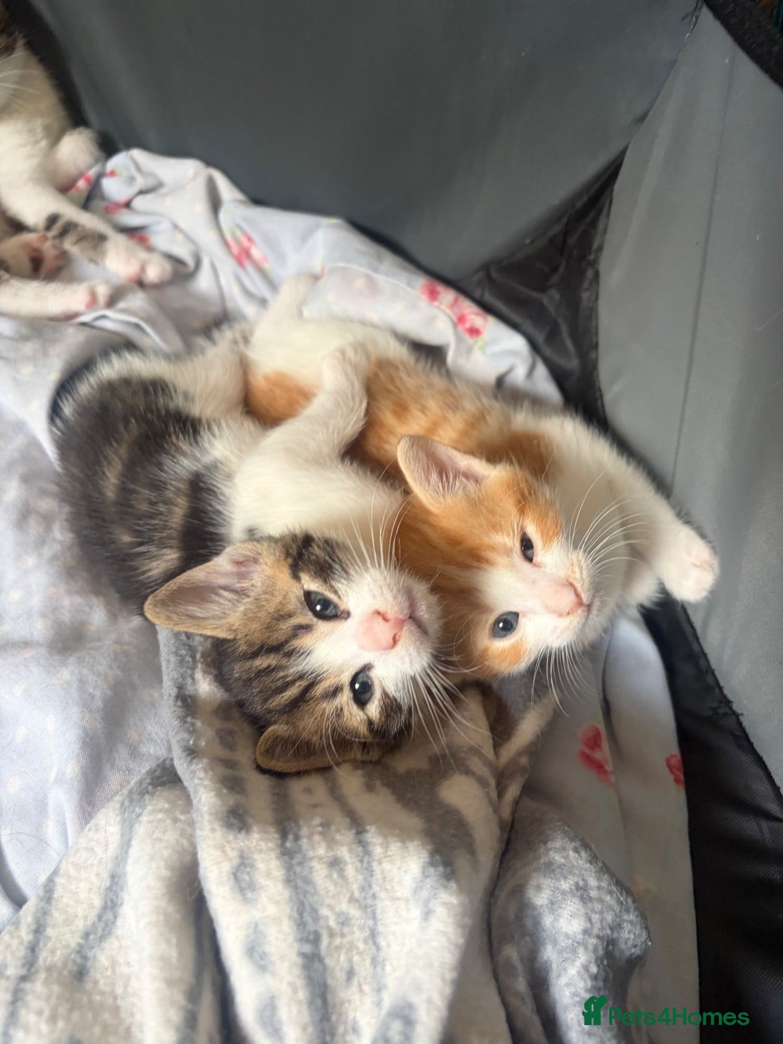 Mixed Breed cats Beautiful kittens  - Advert 1