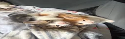 Mixed Breed cats for sale: Beautiful kittens  - Advert 1