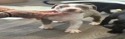Mixed Breed dogs for sale: Stuffy X American Bully Pups - Advert 7