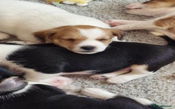 Jack Russell dogs for sale: 3 remaining pups - Image 12