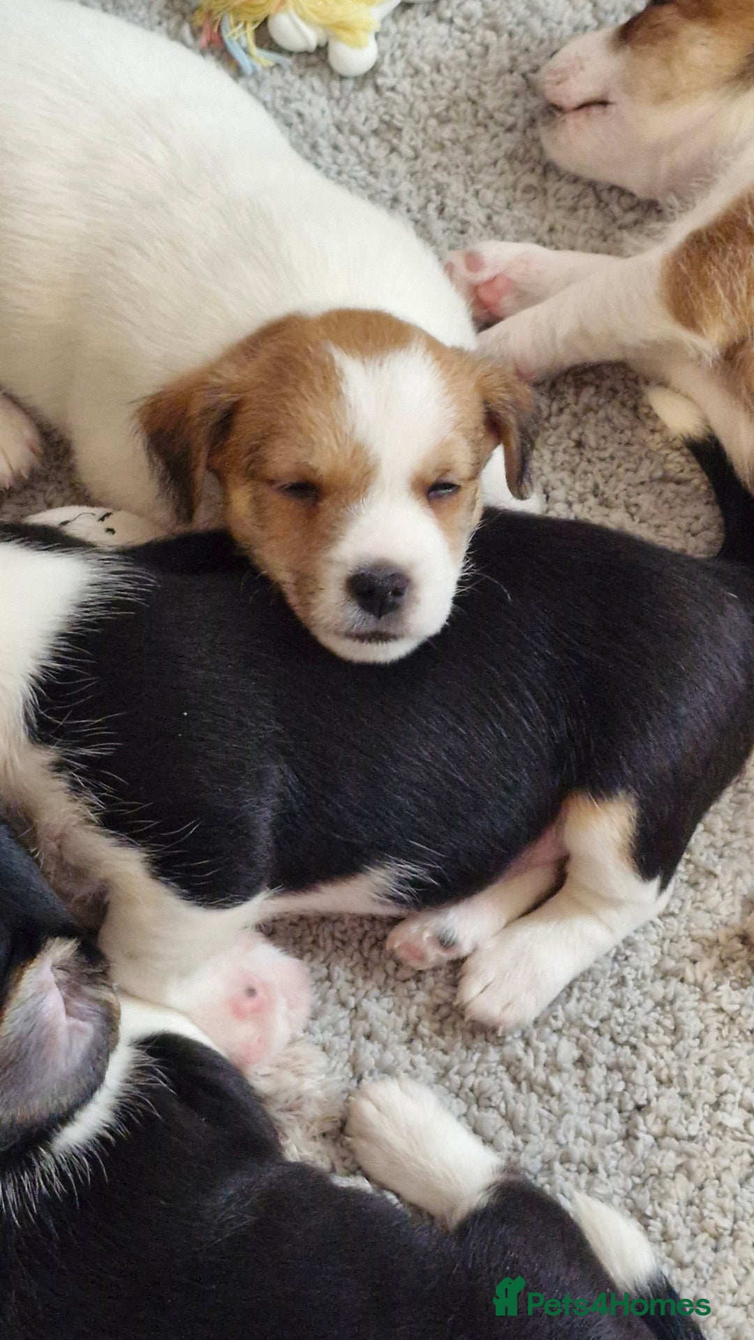 Jack Russell dogs for sale: 3 remaining pups - Image 12
