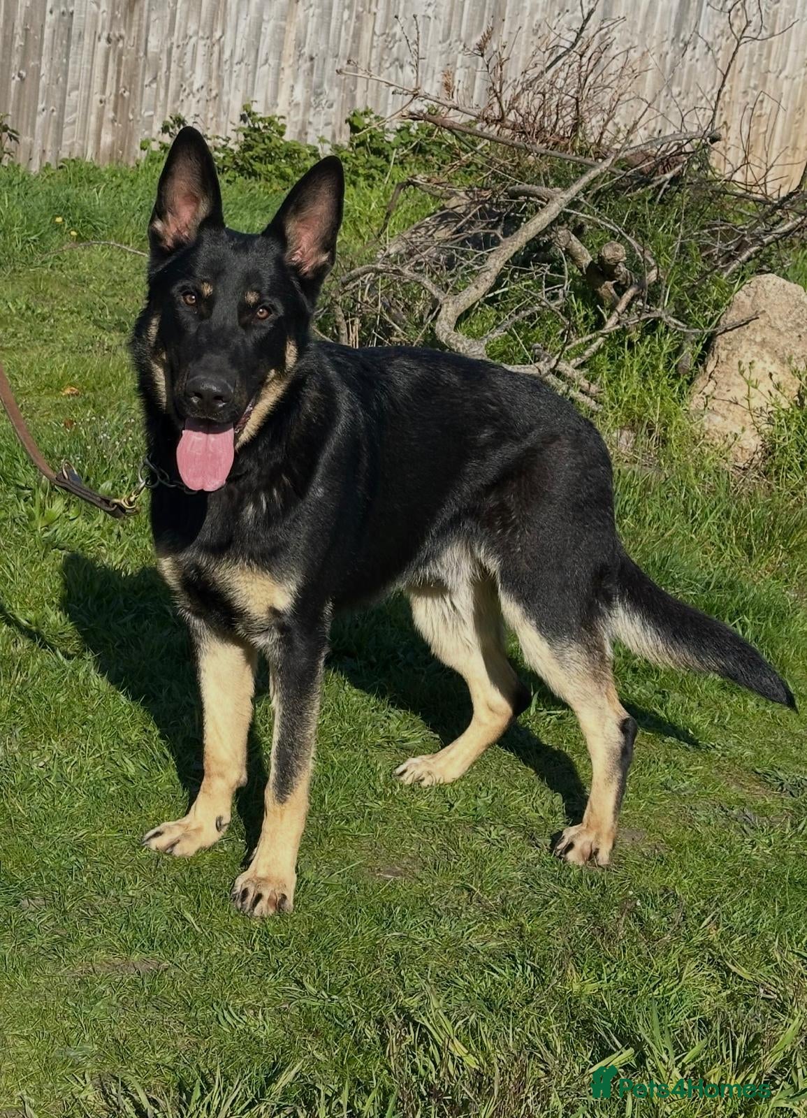 German Shepherd dogs Old fashioned original GSD - Advert 6