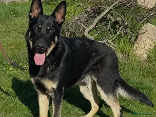 German Shepherd dogs Old fashioned original GSD - Advert 6