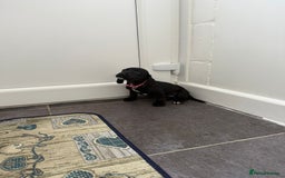 Mixed Breed dogs for sale: 6 beautiful jack russle cross cocker spaniels  - Image 31