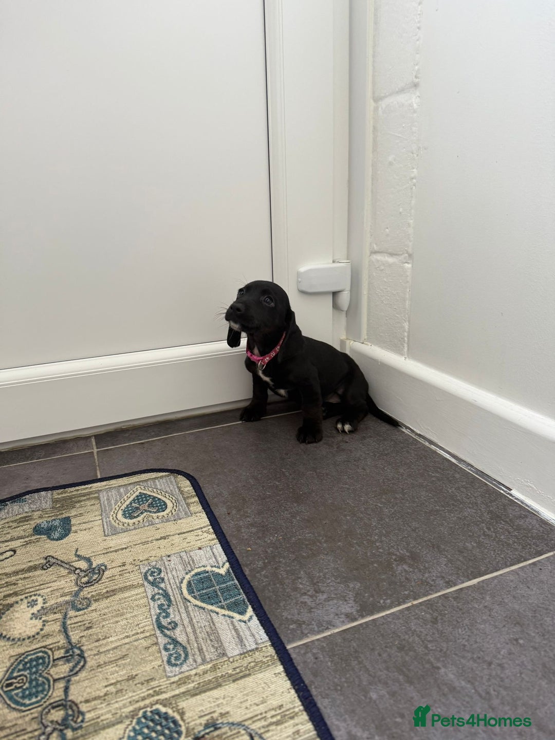 Mixed Breed dogs for sale: 6 beautiful jack russle cross cocker spaniels  - Image 31
