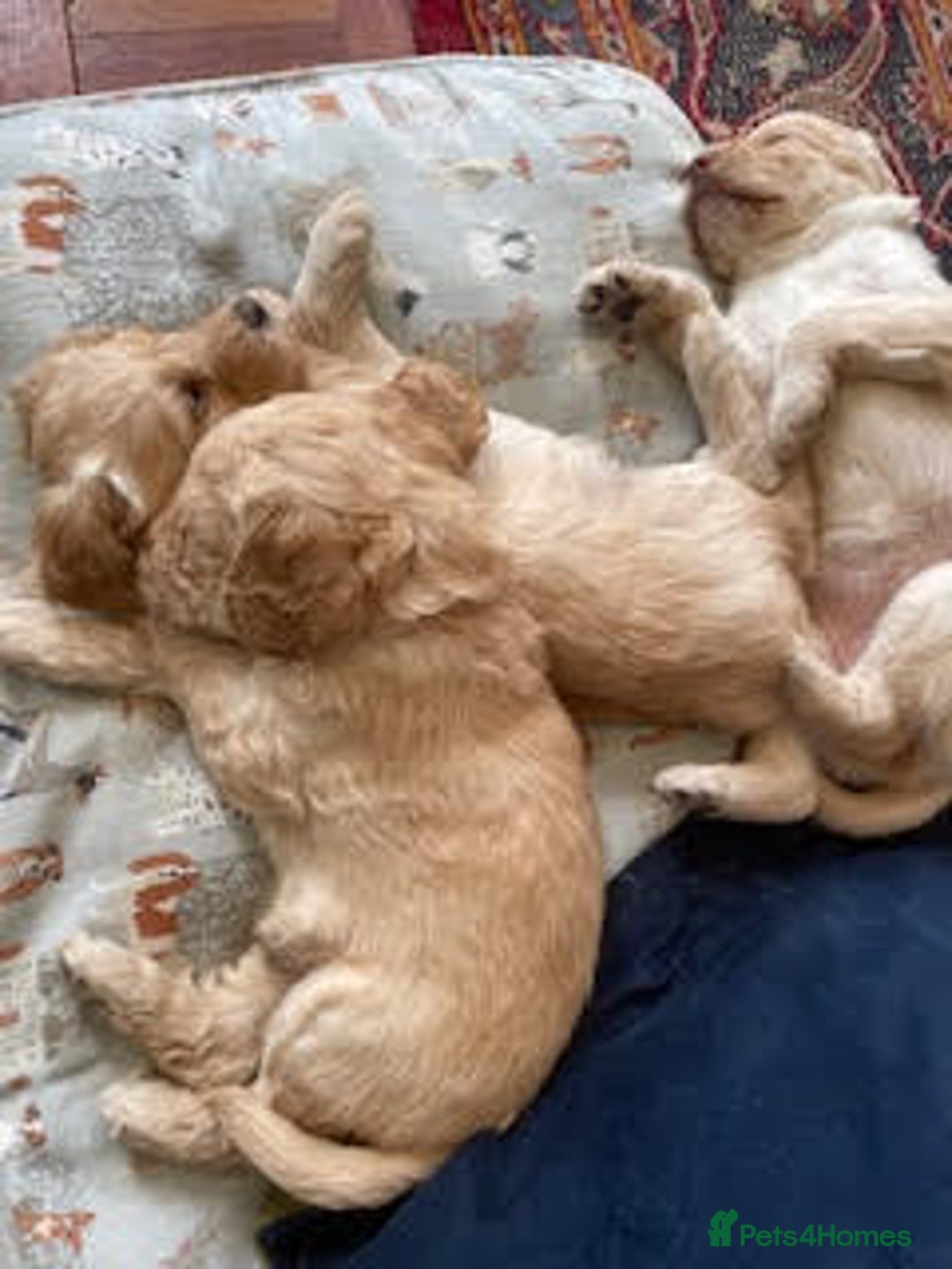 Labradoodle dogs for sale: Lily's Mini's - Multigen Mini Labradoodle Puppies - Image 35