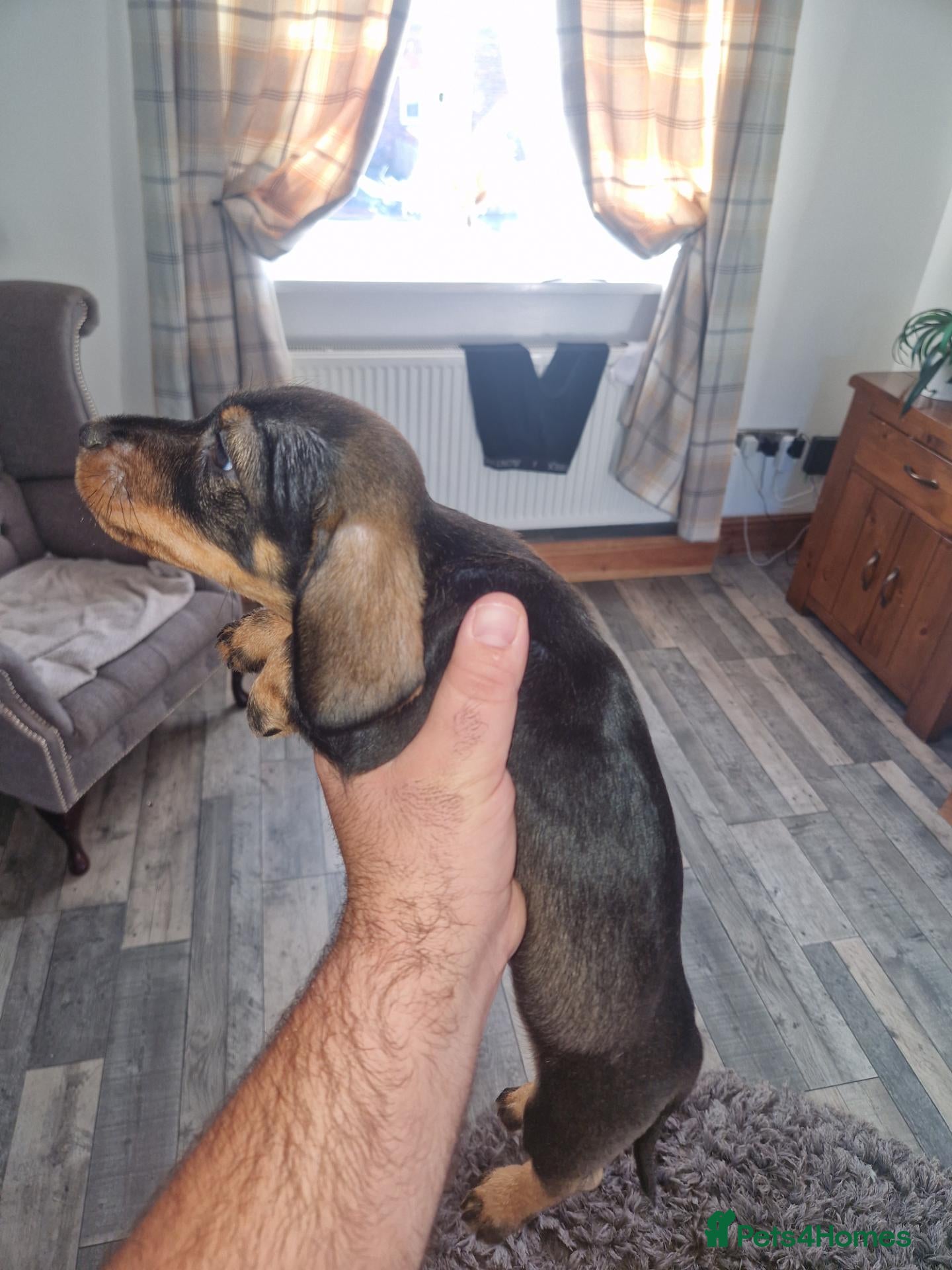 Dachshund dogs Wirehaired dachshund pup(last boy) - Advert 1