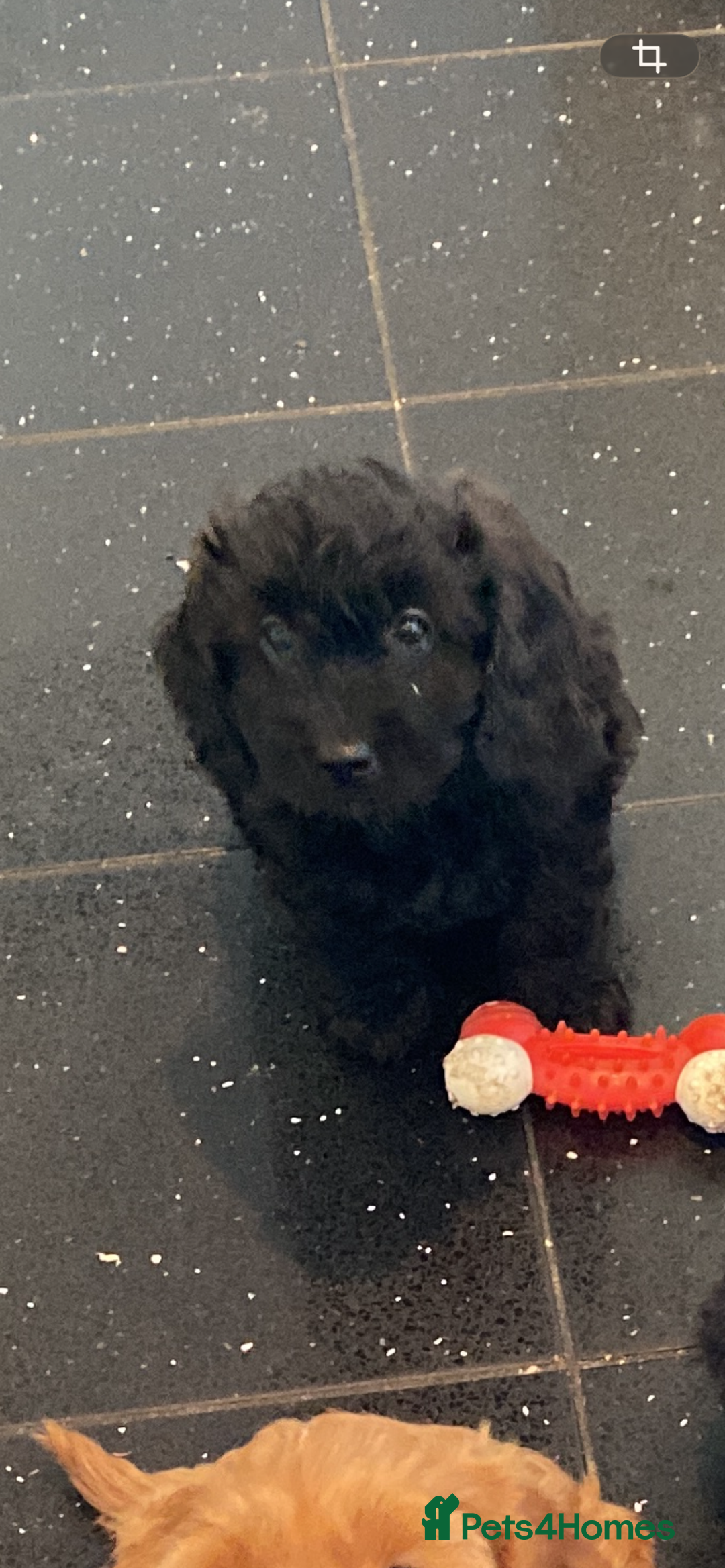 Cavapoo dogs for sale: Gorgeous Cavapoo puppies  - Advert 3