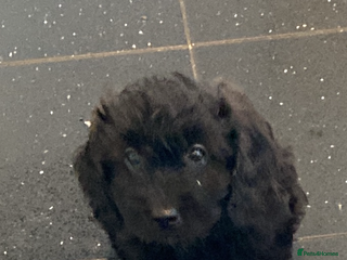 Cavapoo dogs Gorgeous Cavapoo puppies - Advert 1