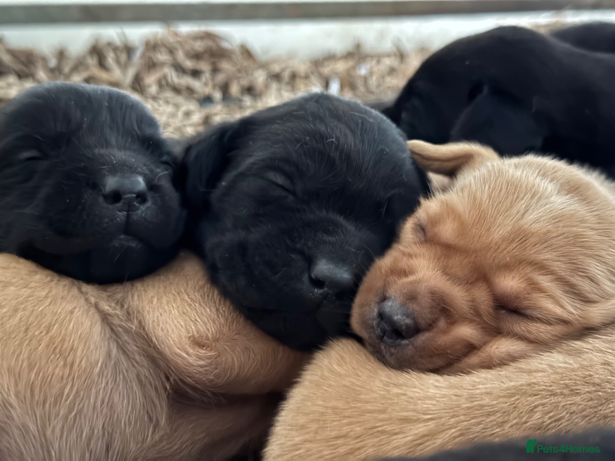 Labrador Retriever dogs KC Labradors, Black & Fox Red  - Advert 2