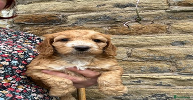 Cockapoo dogs - Advert 8