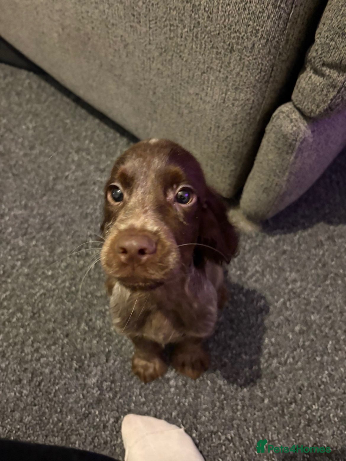 Cocker Spaniel dogs Beautiful Cockerspaniel puppies - Advert 10