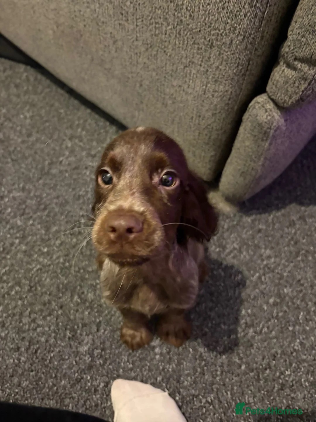 Cocker Spaniel dogs for sale: Beautiful Cockerspaniel puppies - Advert 1