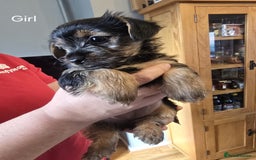 Yorkshire Terrier dogs for sale: Yorkshire terrier My Dog Luna have 4 puppies  - Image 7