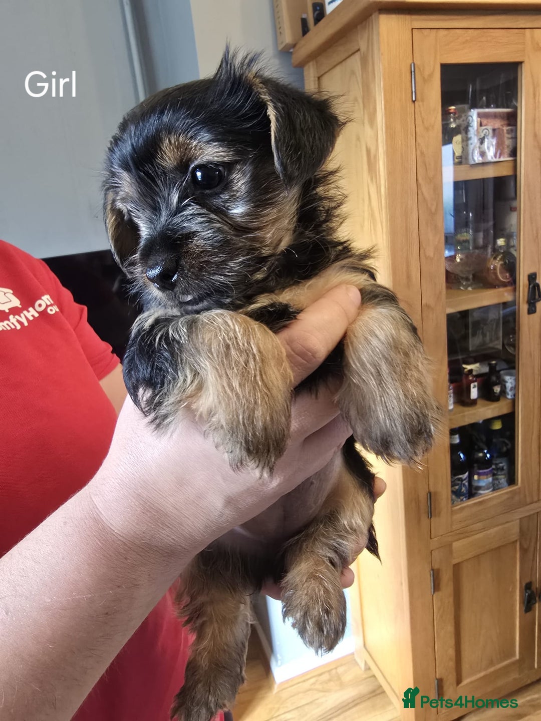 Yorkshire Terrier dogs for sale: Yorkshire terrier My Dog Luna have 4 puppies  - Image 7