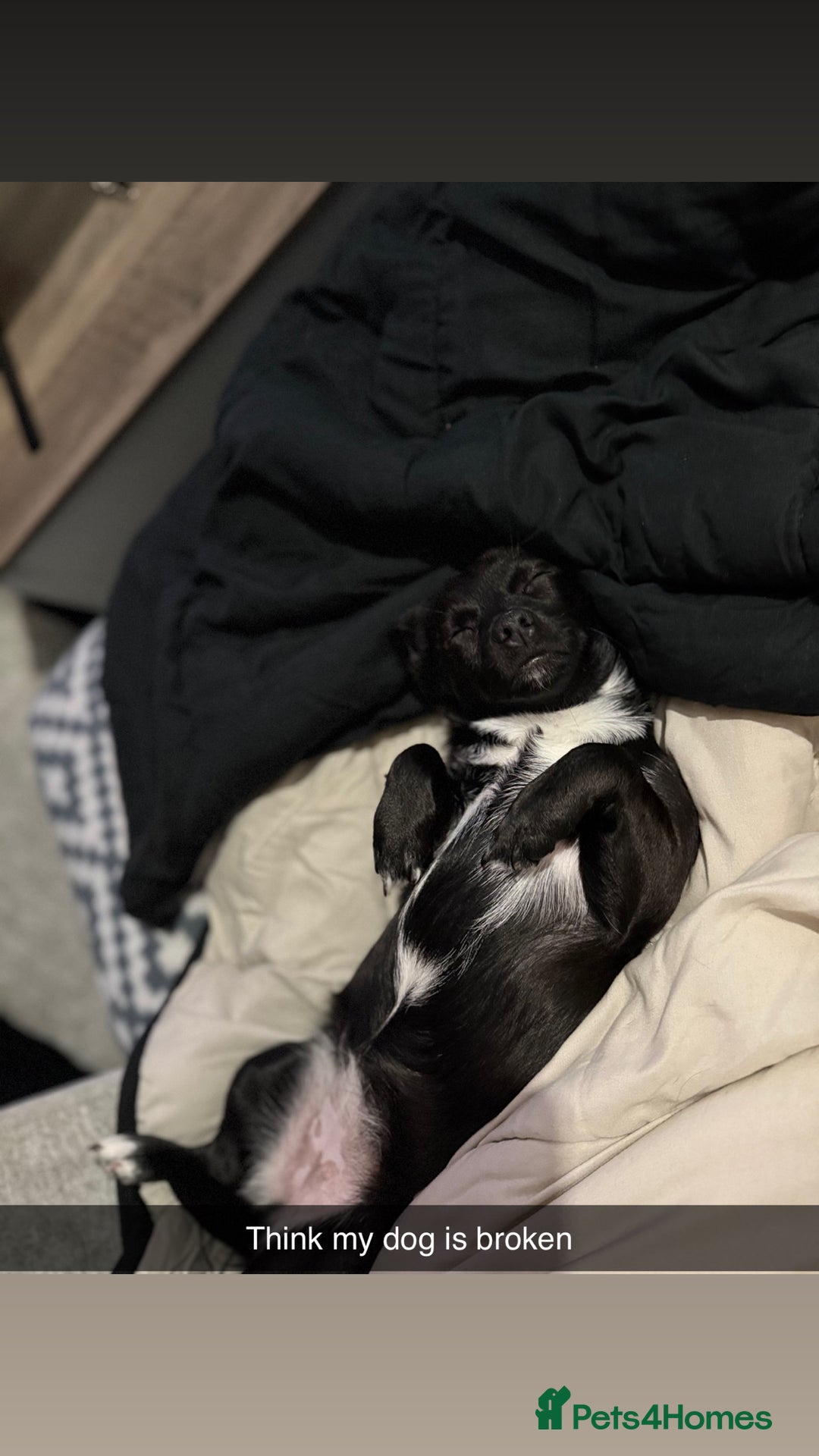 Mixed Breed dogs for sale: Xena- Scottishterrier x jackahuahua - Advert 8