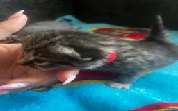 Persian cats for sale: Persian kittens  - Image 9