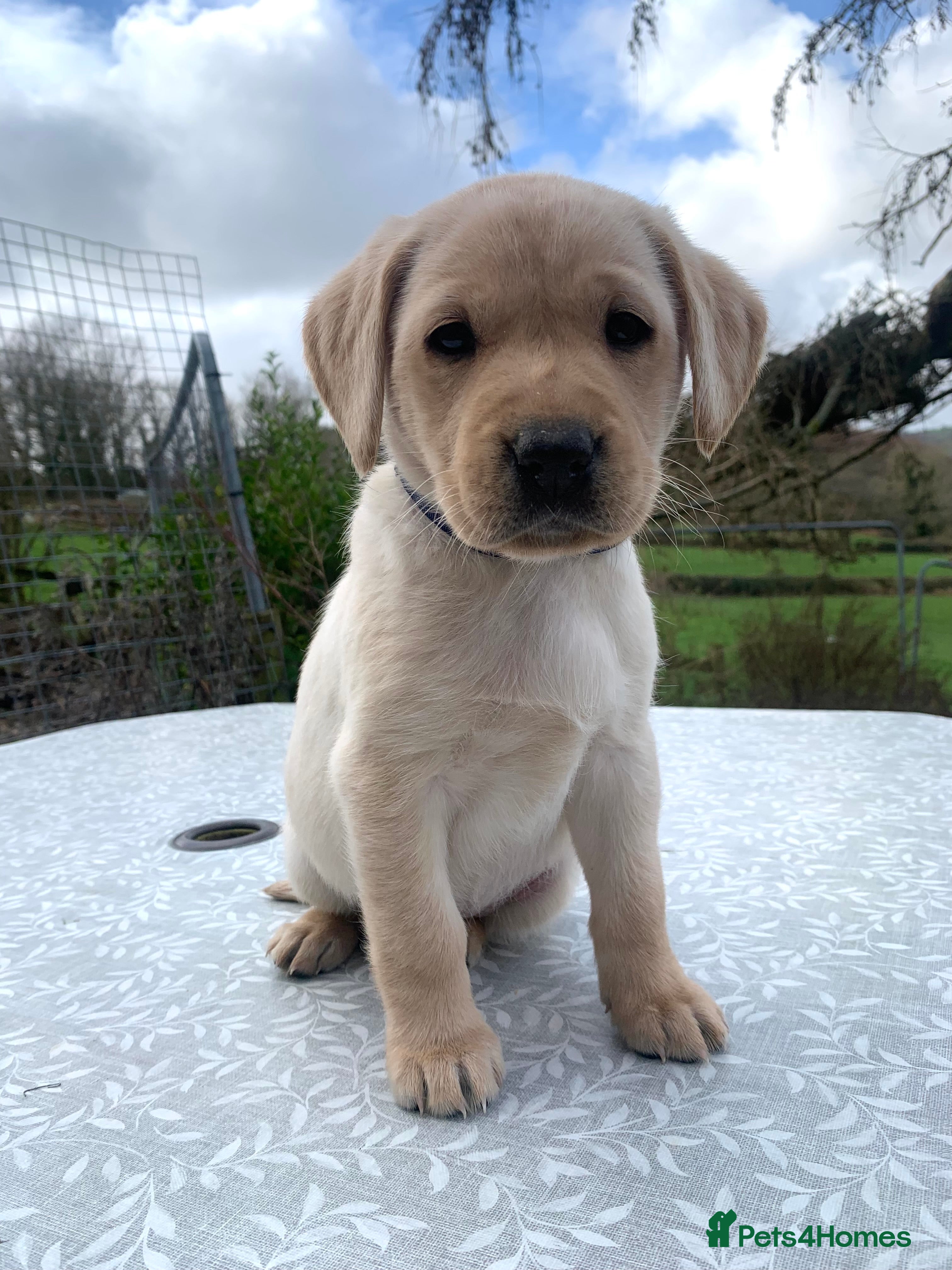Labrador Retriever dogs KC registered yellow working type Labrador puppies - Advert 12