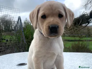 Labrador Retriever dogs KC registered yellow working type Labrador puppies - Advert 12