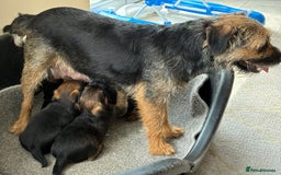 Border Terrier dogs for sale: Stunning border terrier puppy’s  - Image 2