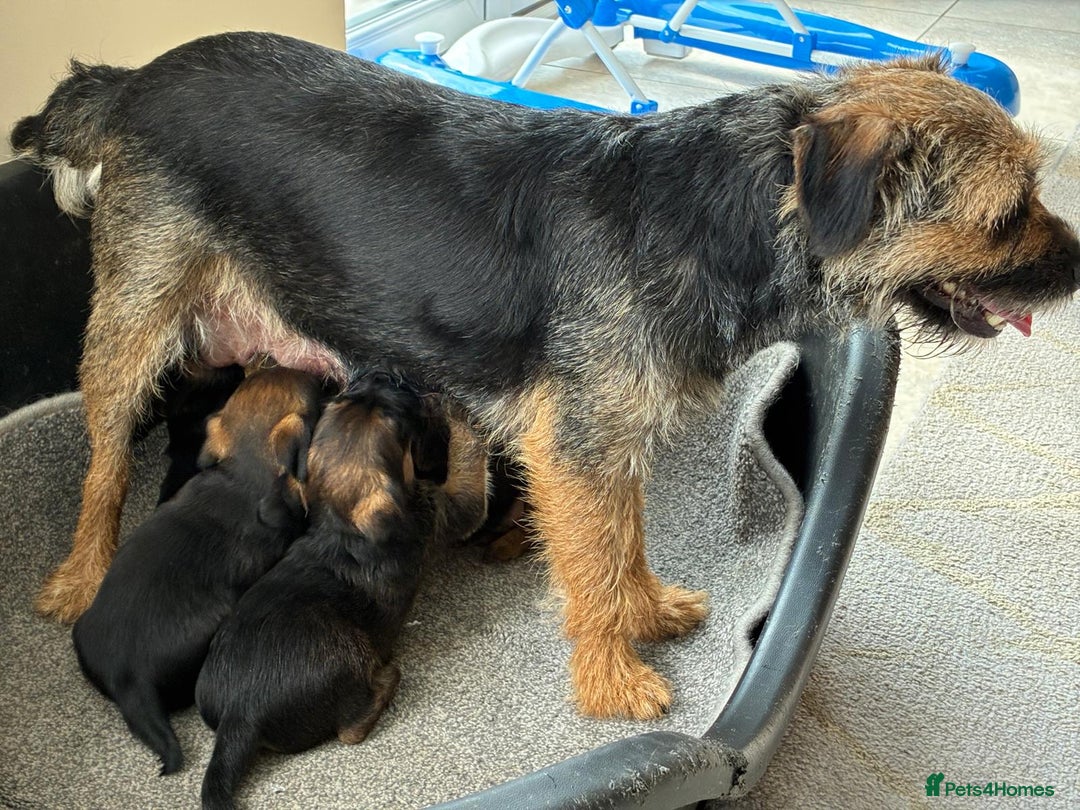 Border Terrier dogs for sale: Stunning border terrier puppy’s  - Image 2